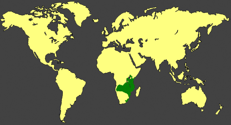 calao terrestre